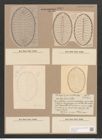Surirella lomis A. Schm. (de-Toni-Nr.: Genus 53, Species 2397) Zeichnungen Sammlung Grunow Nr. 4806 (NHMW-BOT-W0372957)